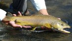 Montana Fly Fishing Trips on Rock Creek