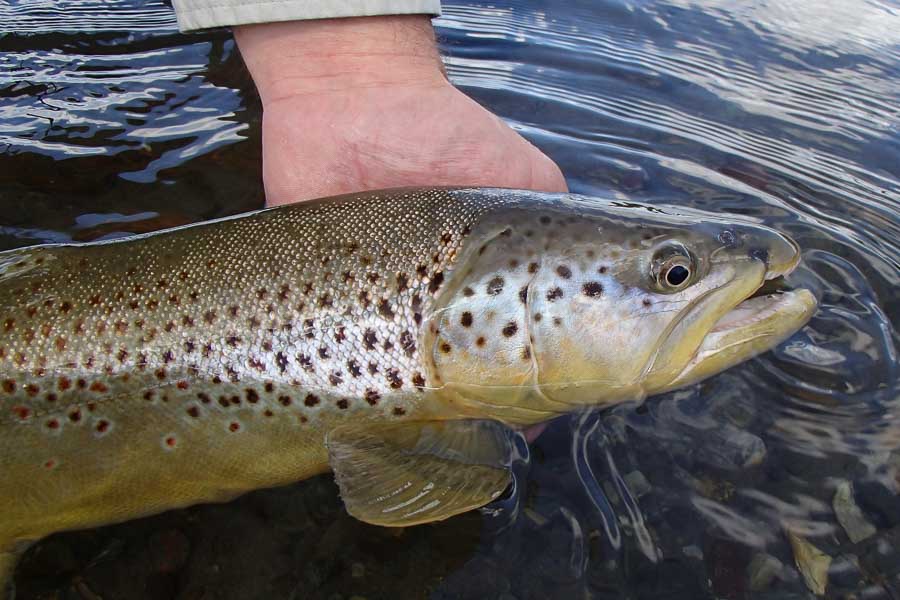 Large Brown's can be caught on the surface during the Salmonfly hatch