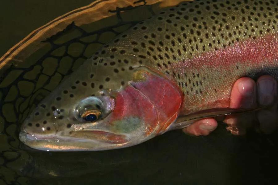Largemouth Bass, Western Montana Fish Species