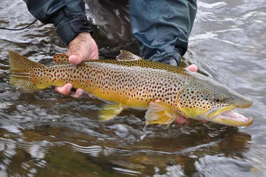 Bitterroot River Fly Fishing July - Montana Trout Outfitters