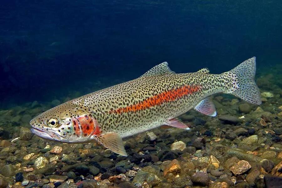 Brown Trout, Western Montana Fish Species