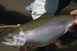Fly fishing Montana Guides Rainbow Trout 