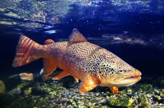 Guided Montana Fly Fishing Brown Trout Yellowstone