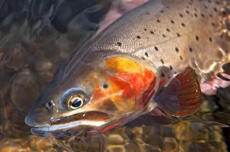 Guided Trips Montana Fly Fishing Cutthroat Trout