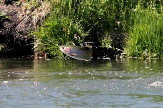 jumping rainbow trout guide montana fly fishing yellowstone national park