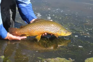 catch and release montana fly fishing yellowstone national park guides