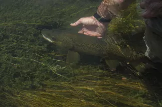 catch and release brown trout fly fishing montana guided trip
