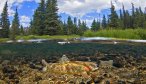 Montana Fly Fishing on the Thompson River