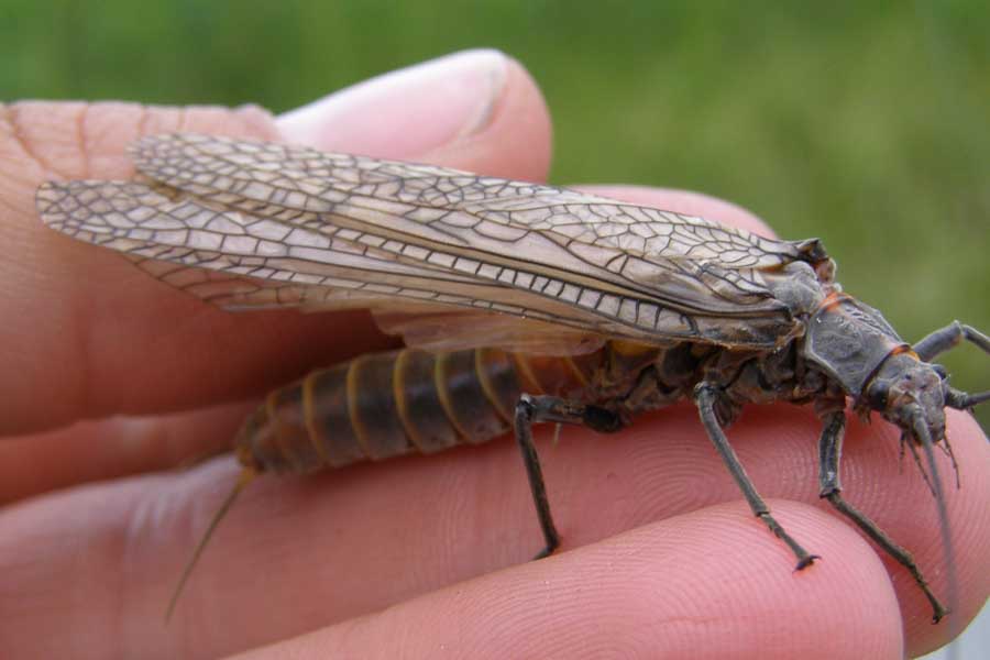 Large Stonefly Nymphs